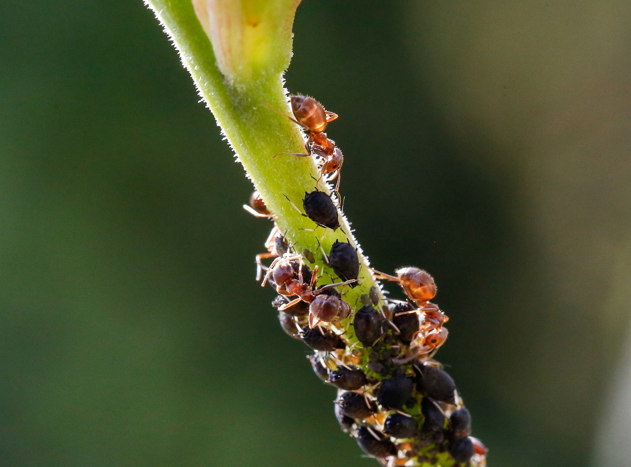 culture de pucerons par des fourmis