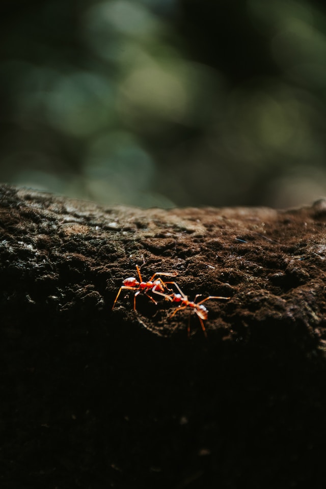 une fourmis dévorant du bois humide